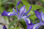 Dwarf crested iris